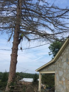  Tree Removal