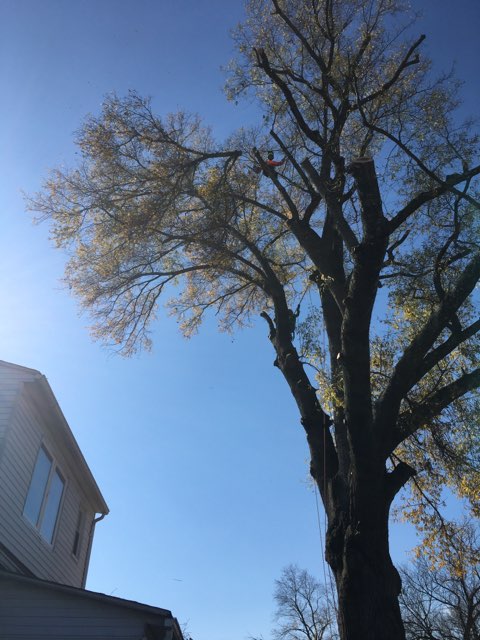  Tree Removal