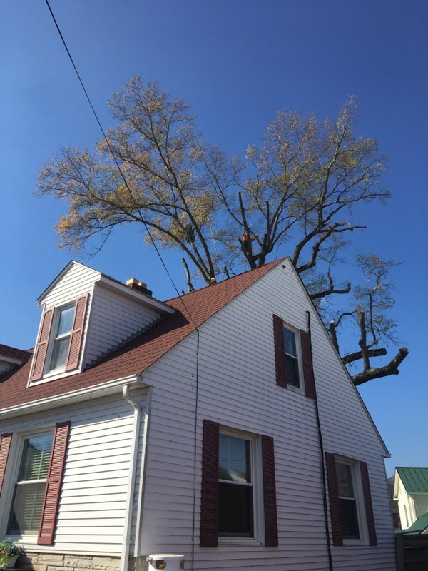  Tree Removal