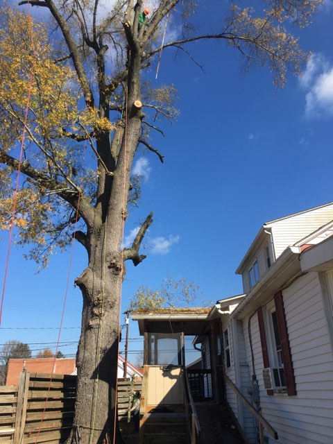  Tree Removal