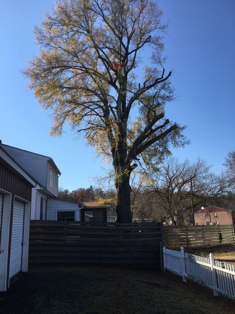  Tree Removal