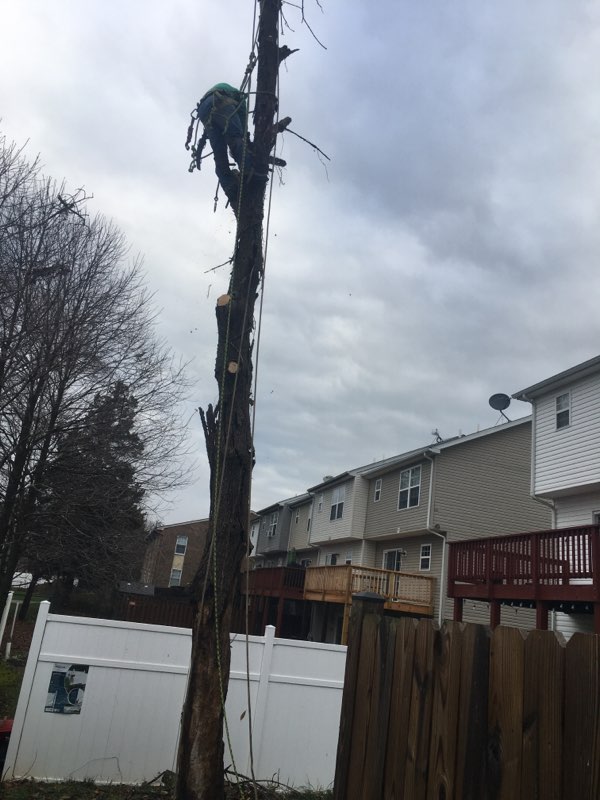  Tree Removal