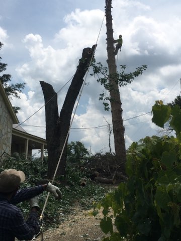  Tree Removal