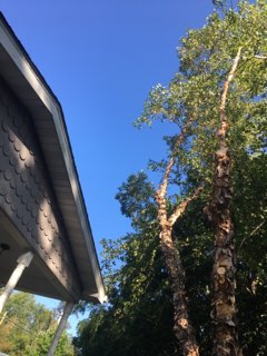  Tree Removal