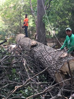  Tree Removal