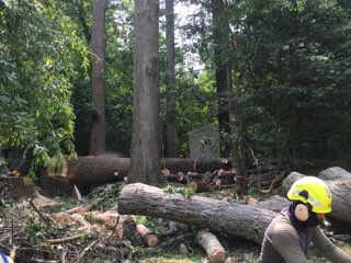  Tree Removal