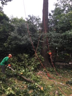  Tree Removal