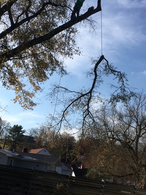  Tree Removal