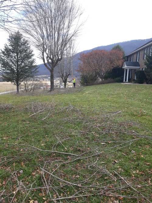 Tree Cutting Service