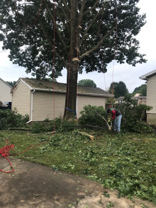 Tree Trimming Near Me
