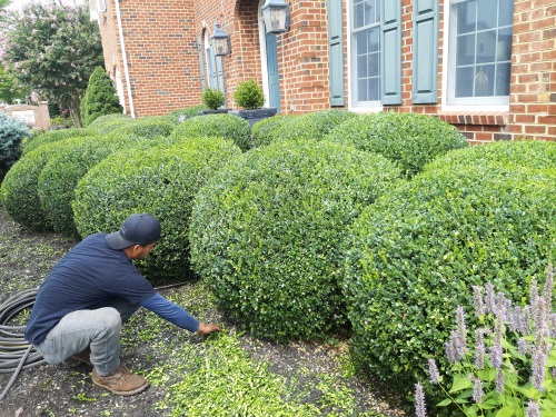 Tree Trimming 