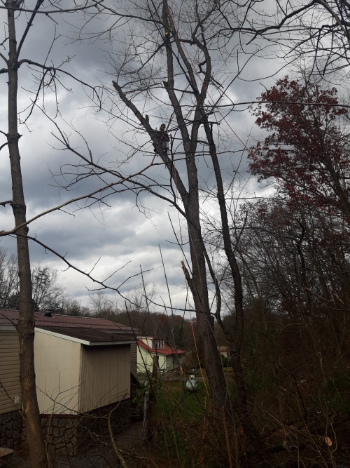 Treeing