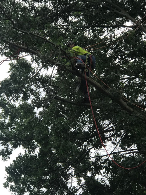 Tree Removal