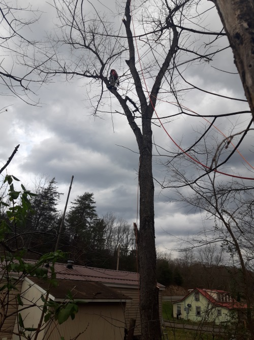  Tree Removal